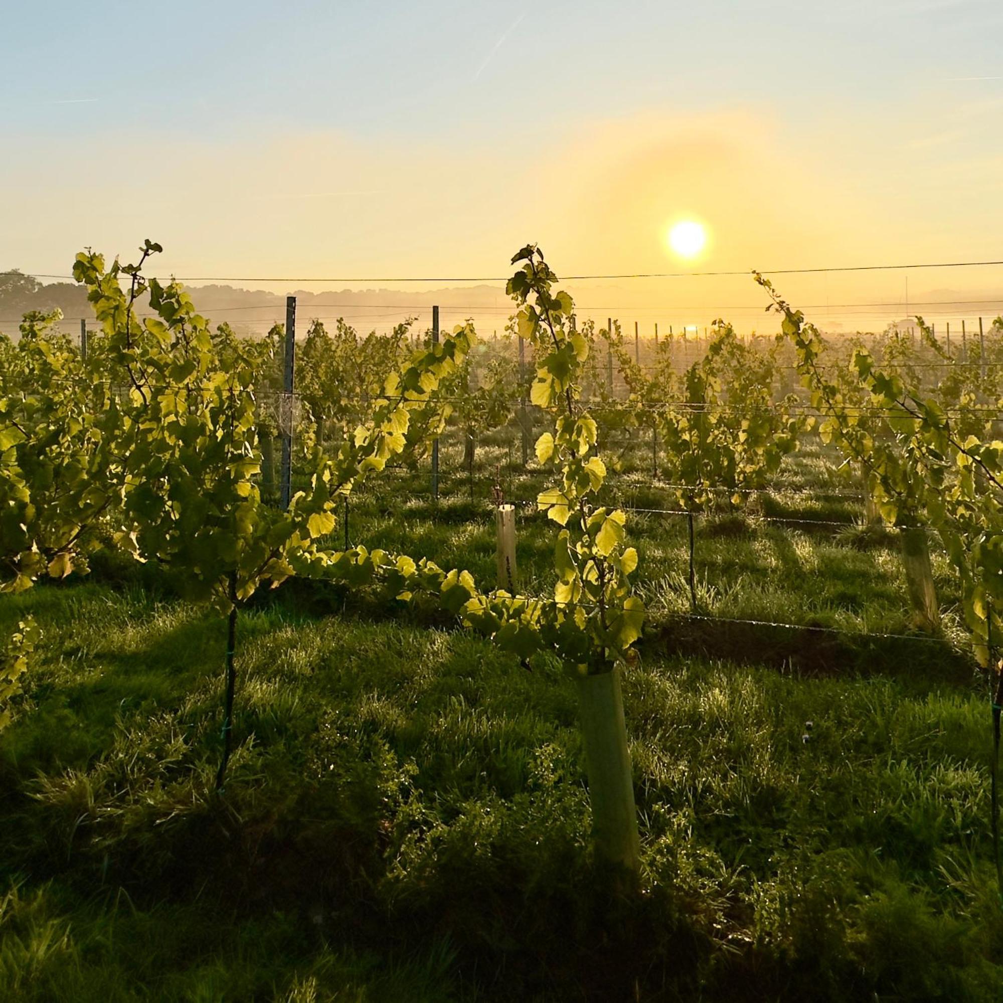 Pinkmead Estate And Vineyard Villa Osborne  Екстериор снимка
